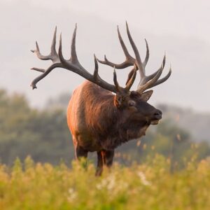 elk hunting colorado