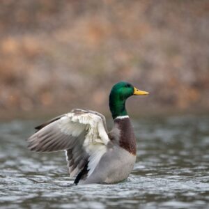 duck hunting in colorado
